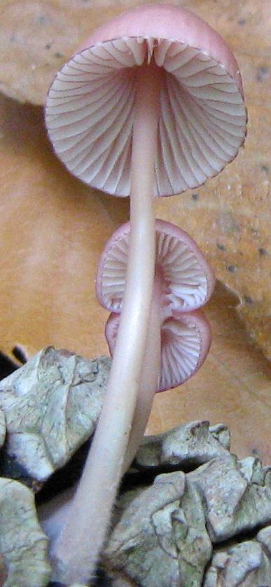 Funghetti delle pigne: Mycena seynii